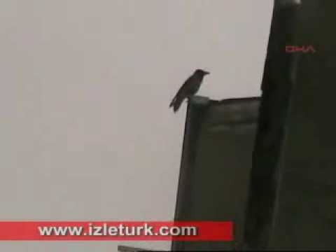 Youtube: Vogel ruft Allah