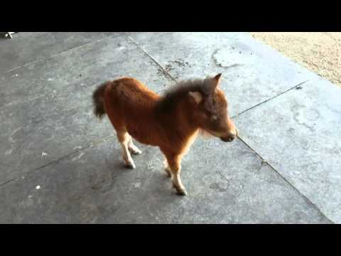 Youtube: Baby miniature horse chasing me