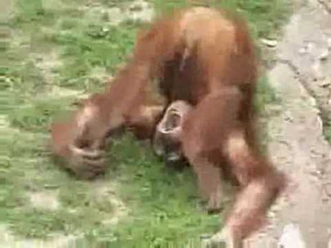 Youtube: Monkey Pees!