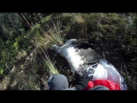 Youtube: Paragliding vs Eagle (original) / Параплан против орла
