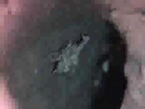 Youtube: Unknown Insect