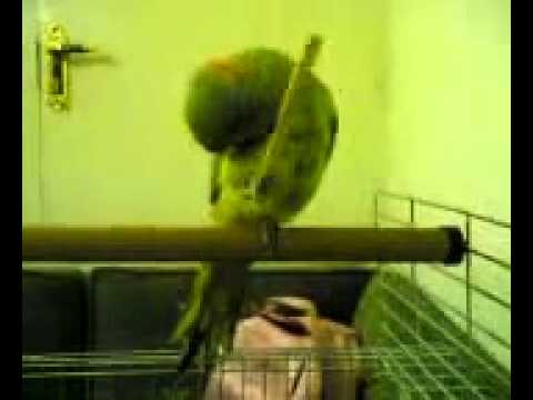 Youtube: Aschura-Papagei