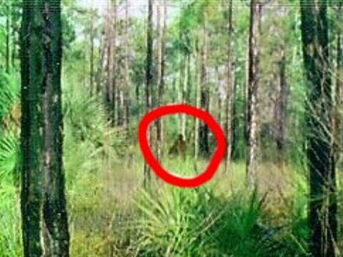Youtube: Bigfoot Caught on Tape! Amazing Footage!