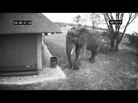 Youtube: Elephant caught on CCTV cleaning up the trash