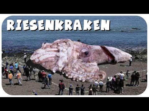 Youtube: Giga-Oktopus durch Atomkatastrophe in Fukushima? - Transatlantisches Freihandelsabkommen!