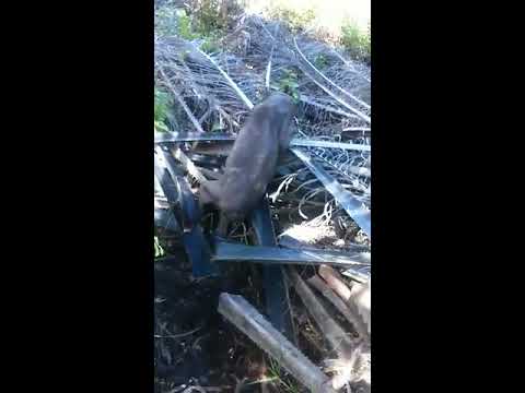 Youtube: Strange creature freaks out plantation workers in Sarawak