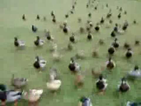 Youtube: Ducks march - Funny Animals - Ducks Attack