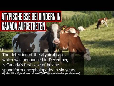 Youtube: Krankheit Atypische Bovine Spongiforme Enzephalopathie bei Rindern in Kanada aufgetreten