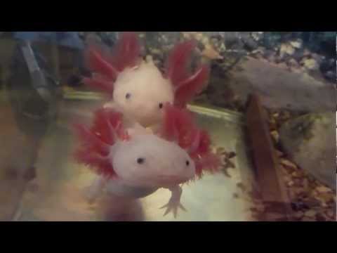Youtube: Axolotl (Ambystoma Mexicanum) [HD]