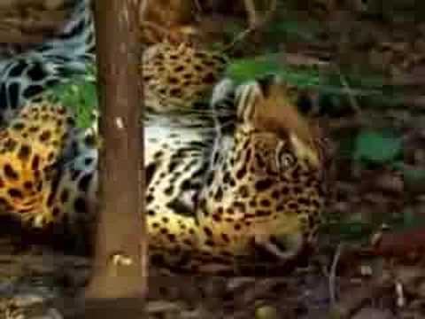 Youtube: jaguar tastes the hallucinogenic effects of yage