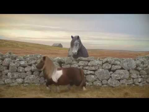 Youtube: Three - The Pony #DancePonyDance Shetland Pony Dance