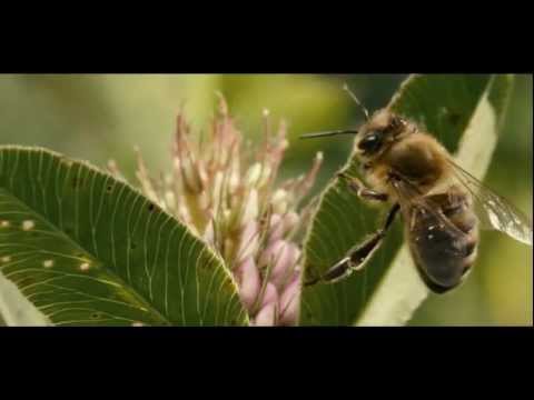 Youtube: Let's Save The Bees and Ourselves From Extinction