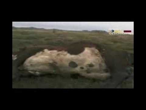 Youtube: ALIEN UFO Viehverstümmelung Cattle mutilation