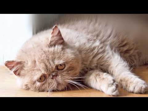 Youtube: Sad Cat Diary