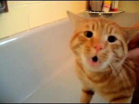 Youtube: Official Video: Cat Bath Freak Out -Tigger the cat says 'NO!' to bath
