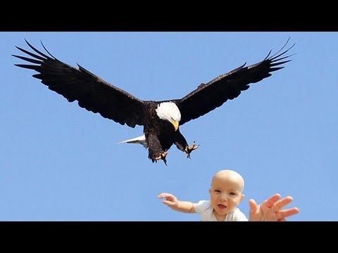 Youtube: EAGLE SNATCHES KID - Eagle Picks Up Baby, Fake?