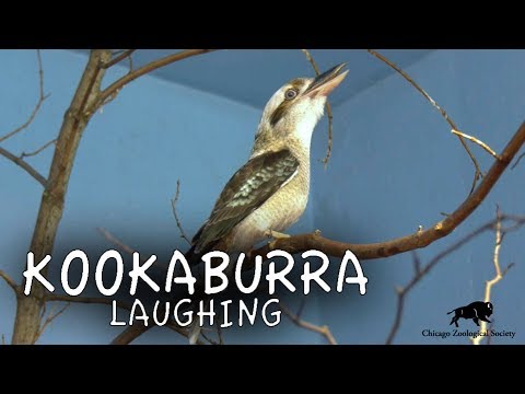 Youtube: Kookaburra Laughing