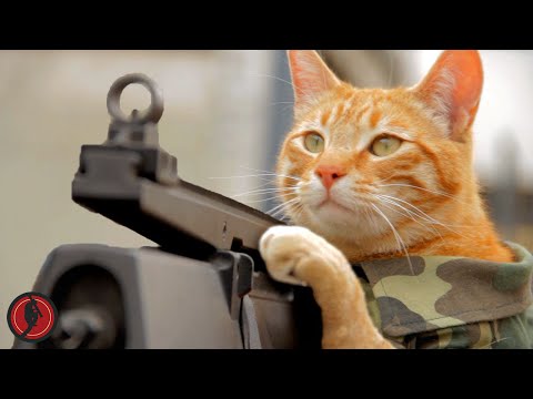 Youtube: Medal of Honor Cat