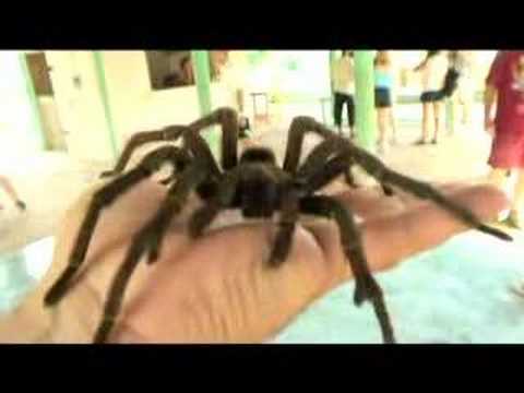 Youtube: BIG spider - tarantula on my hand