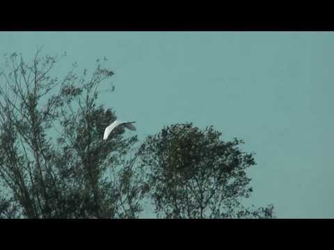 Youtube: Fischreiher beim Start und im Flug