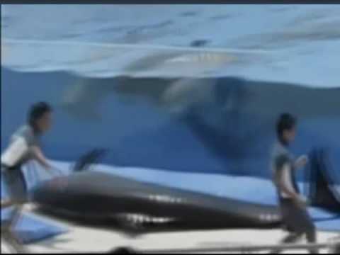 Youtube: Delfin wollte Selbstmord begehen