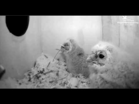 Youtube: CJ Wildlife/Vivara Webcams - 10.04.17 (Mouse for Each Chick)