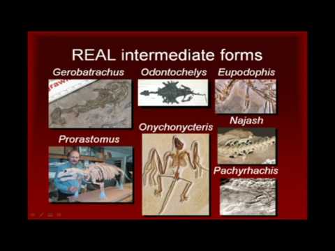 Youtube: Does The Fossil Record Support Evolution?