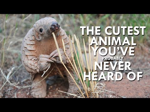 Youtube: Pangolins are the Cutest Animals You’ve Never Heard Of