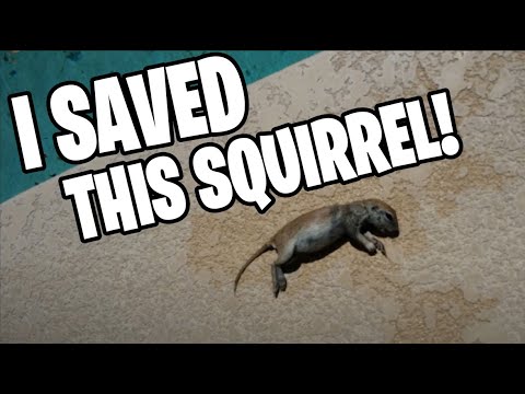 Youtube: The Day I Saved A Ground Squirrel From Drowning