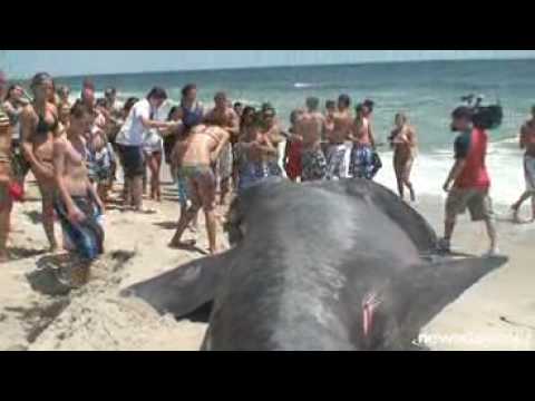 Youtube: Dying shark washes up on New York Gilgo beach