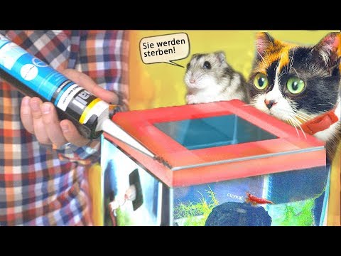 Youtube: Wir haben unser Aquarium hermetisch verschlossen, was passiert weiter?