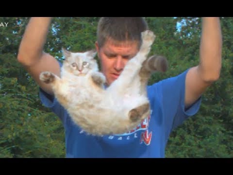 Youtube: Slow Motion Flipping Cat Physics | Smarter Every Day 58
