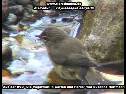 Youtube: Zilpzalp, im Volksmund "Geldzähler" genannt - Phylloscopus collybita