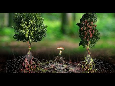 Youtube: Wie Pflanzen untereinander kommunizieren Doku