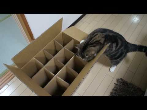 Youtube: 入れない箱とねこ。-The box which Maru can't enter.-