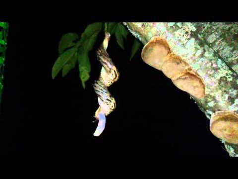 Youtube: Limax Maximus mating leopard slug Tigerschnegel bei der Paarung