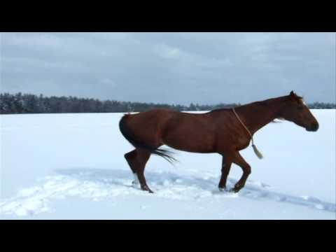 Youtube: A winter romance & bridleless horsemanship practising