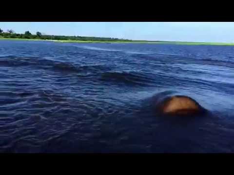 Youtube: Hippo Charge on Chobe River Jan2015, recorded with iPhone 6; Botswana, Awesome but crazy dangerous.