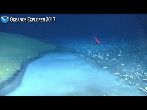 Youtube: Okeanos Explorer Video Bite: Newly Discovered Brine River Captivates NOAA Scientists