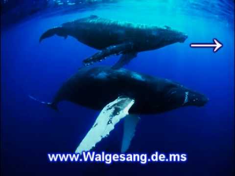 Youtube: Walgesang - Wal Gesang - Wal Gesänge - Wal Geräusche