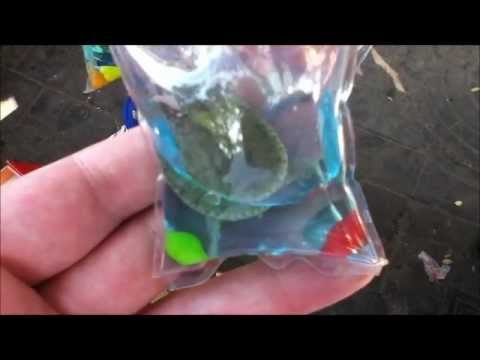 Youtube: Live turtles used as keychains in China (#1)