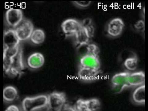 Youtube: Several Time lapse images of HIV synapses that result in infection