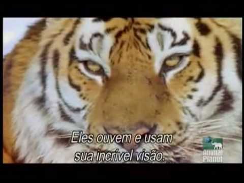 Youtube: Siberian Tiger known to kill adult brown bear