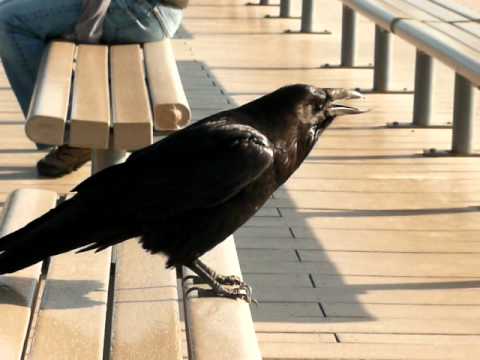 Youtube: Vögel im Yellowstone Nationalpark : Corvus corax (Kolkrabe), Common Raven