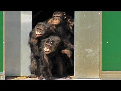 Youtube: Nach 30 Jahren im Labor: Schimpansen sehen zum ersten Mal Sonnenlicht