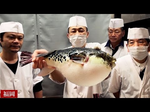Youtube: 福岡）中州の老舗料亭の素晴らしい包丁さばき！天然トラフグ、オコゼの活造り、活イカづくりなどにお客が殺到！/Amazing technique for handling giant pufferfish