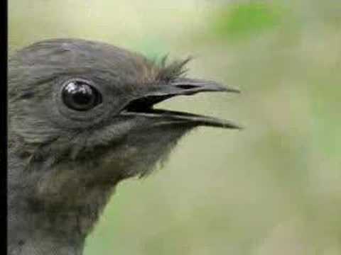 Youtube: Amazing! Bird Sounds From The Lyre Bird - David Attenborough  - BBC Wildlife