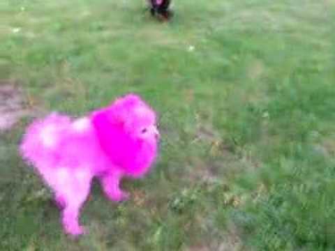 Youtube: Pink Puppy