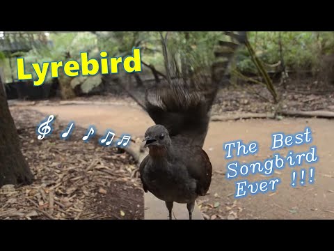 Youtube: Lyrebird: The Best Songbird Ever!