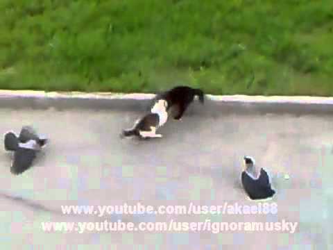 Youtube: Epic Cat Fight (cat's horror) Crows vs Cat vs Cat Street Fight